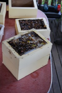 Bees store honey "pods" in this top layer.